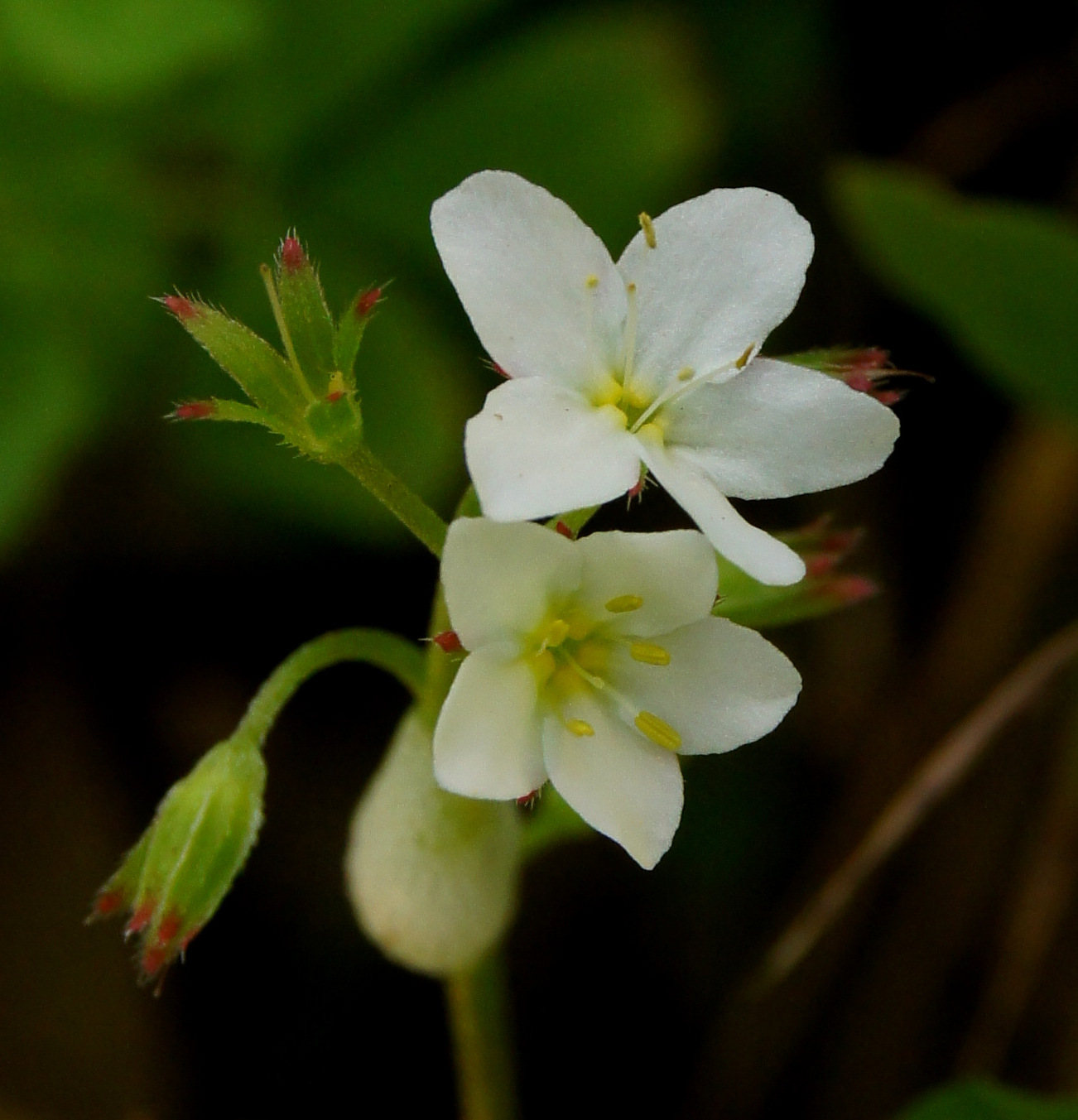 flora of new zealand