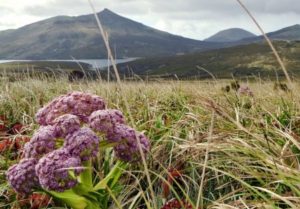 Subantarctic pic